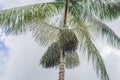 Super food. Amazon, acai berry growing on a tree