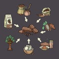 Super food chocolate collection for infographic. Pod, beans, sugar, cocoa butter, chocolate, cacao drink, choco and