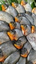 super fresh freshwater pomfret fish