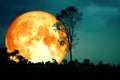 super full blood moon back silhouette branch tree dark forest bl