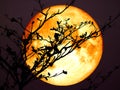 super full blood moon back silhouette branch tree dark sky