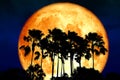 super full blood moon back silhouette high palm in dark night sk