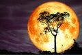 super full blood moon back silhouette tree and colorful sky