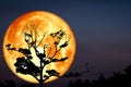 Super Full Bloody Moon back on silhouette dry branch tree on night sky