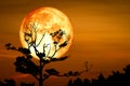 Super Full Bloody Moon back on silhouette dry branch tree on night sky