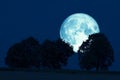 Super full harvest moon on night sky back tree in the field