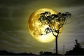 super full yellow moon back silhouette tree and colorful sky