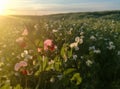 Giant peas in bloom. Countryside of Spain. European agriculture.