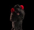 Super happy poodle wearing red earmuffs