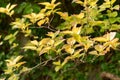 Super hardy kiwi or Actinidia Kolomikta plant in Zurich in Switzerland