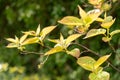 Super hardy kiwi or Actinidia Kolomikta plant in Zurich in Switzerland