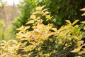 Super hardy kiwi or Actinidia Kolomikta plant in Zurich in Switzerland