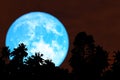 Super harvest blue moon silhouette trees in the night red sky