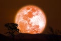 Super harvest orange moon and silhouette birds flying over dry trees in the night sky and mountain