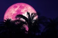 Super harvest pink moon and silhouette coconut tree in the night sky