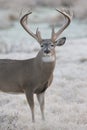 Super high racked whitetail buck on frosty morning