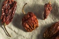 Super Hot Spicy Scorpion Bhut Jolokia Pepper Royalty Free Stock Photo