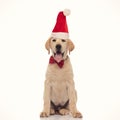 Super hungry and eager santa claus labrador retriever with tongue dripping