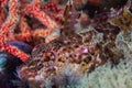 Super Klipfish Clinus superciliosus underwater closeup