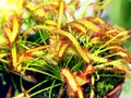 Super macro of beautiful sundew ( drosera ) Royalty Free Stock Photo