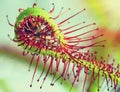 Super macro of beautiful sundew ( drosera ). insect catched by the plan Royalty Free Stock Photo