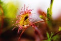 Super macro of beautiful sundew  drosera .  insect catched by the plant Royalty Free Stock Photo