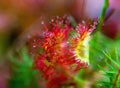 Super macro of beautiful sundew drosera . insect catched by the plant