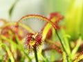 Super macro of beautiful sundew ( drosera ) insect catched by the plant