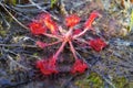 Super macro of beautiful sundew  drosera .  insect catched by the plant Royalty Free Stock Photo