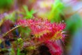 Super macro of beautiful sundew drosera . insect catched by the plant