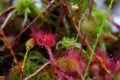 Super macro of beautiful sundew  drosera .  insect catched by the plant Royalty Free Stock Photo