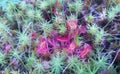 Super macro of beautiful sundew drosera . insect catched by the plant