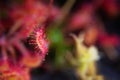 Super macro of beautiful sundew drosera . insect catched by the plant