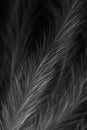 A super macro black and white photograph of the hairs on a birds feather creating an artistic background design Royalty Free Stock Photo