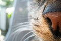 Super macro cat photography, funny cat close up macro image