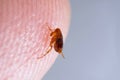 Super macro close up of brown, amber colored flea, Siphonaptera on human skin.