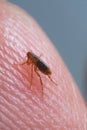 Super macro close up of brown, amber colored flea, Siphonaptera on human skin.