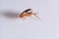 Super macro close up of brown, amber colored flea, Siphonaptera.