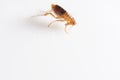 Super macro close up of brown, amber colored flea, Siphonaptera. Royalty Free Stock Photo