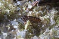 Super macro close up of Ceratophyllus gallinae, known as the hen flea or European chicken fle Royalty Free Stock Photo