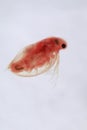 Super Macro Close up of Daphnia pulex, the most common species of water flea. Royalty Free Stock Photo