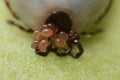 Super macro close up of female tick Ixodes scapularis with eggs