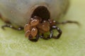 Super macro close up of female tick Ixodes scapularis with eggs Royalty Free Stock Photo