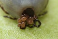 Super macro close up of female tick Ixodes scapularis with eggs Royalty Free Stock Photo