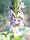 Super macro close up of mini weed pink flower Royalty Free Stock Photo