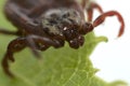 Super macro close up of parasitic Dermacentor reticulatus, also known as the ornate cow tick.