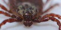 Super macro close up of parasitic Dermacentor reticulatus, also known as the ornate cow tick.