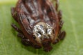 Super macro close up of parasitic Dermacentor reticulatus, also known as the ornate cow tick.