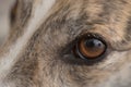 Super macro close up of pet dog greyhounds left eye. Vivid brown Iris Royalty Free Stock Photo