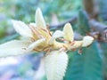 Super macro close up of tan oak tree flower Royalty Free Stock Photo